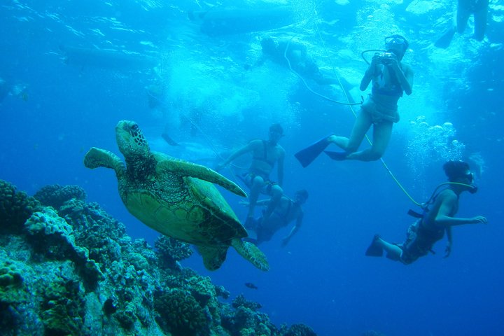 Maui: Molokini and Turtle Town Snorkeling aboard Pride of Maui