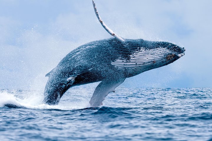 Maui Whale Watching Tour Aboard the Quicksilver From Maalaea