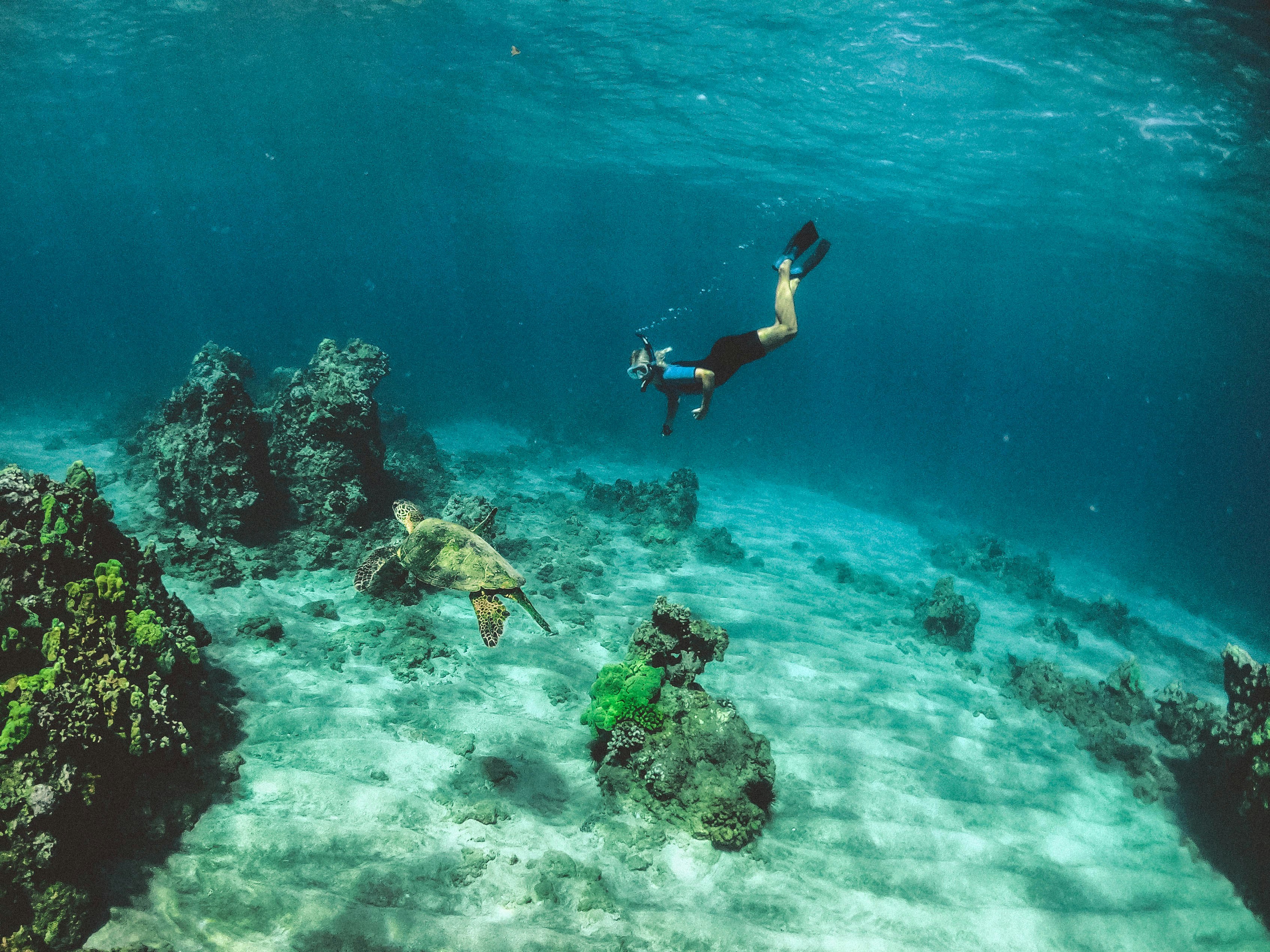 A snorkeler finning above a shallow Maui reef with a green sea turtle passing below over pale sand