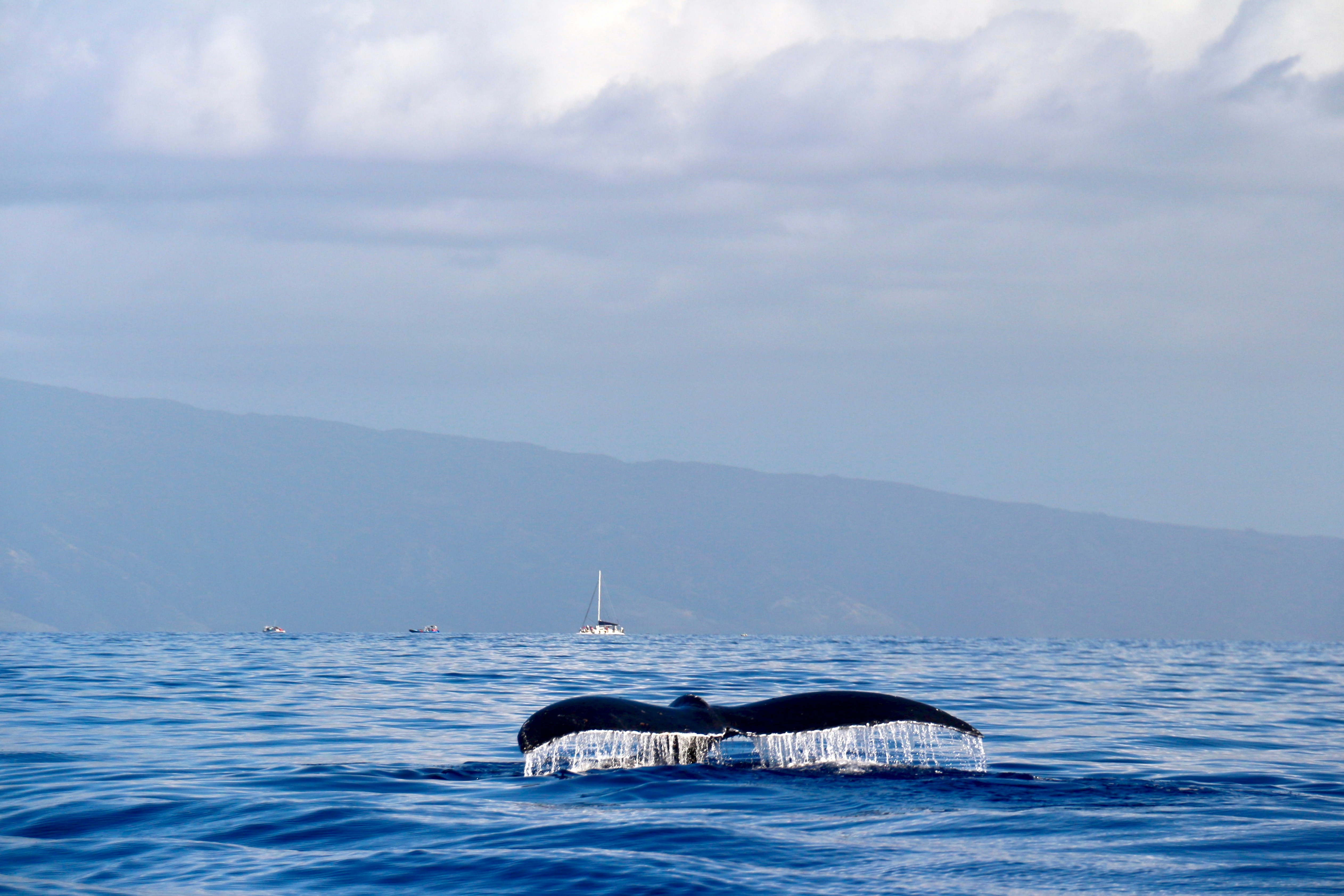 Humpback whale fluke breaking the surface with a sailboat and island ridgeline behind