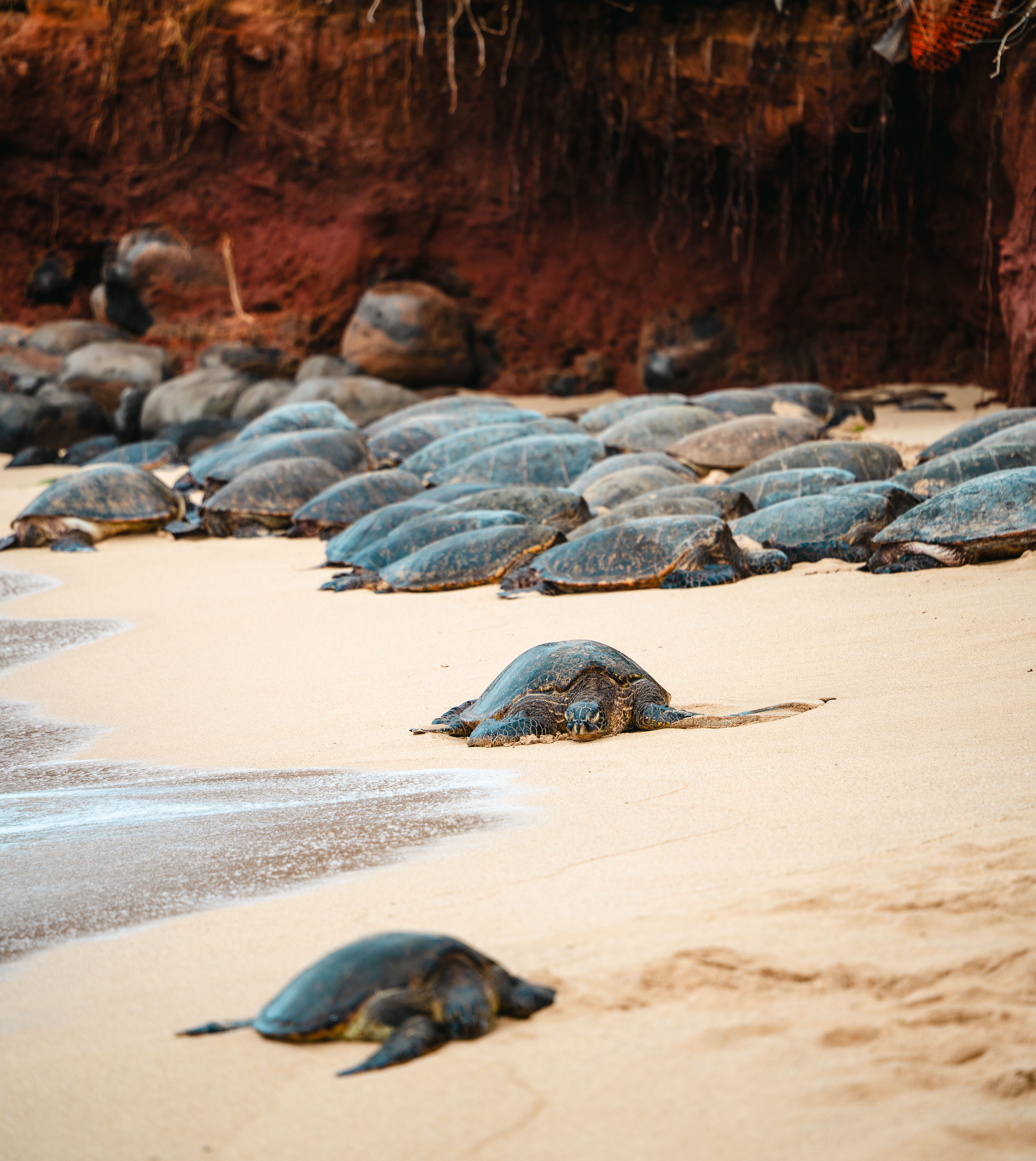 Hawaiian green sea turtles resting on the sand below a red dirt bluff
