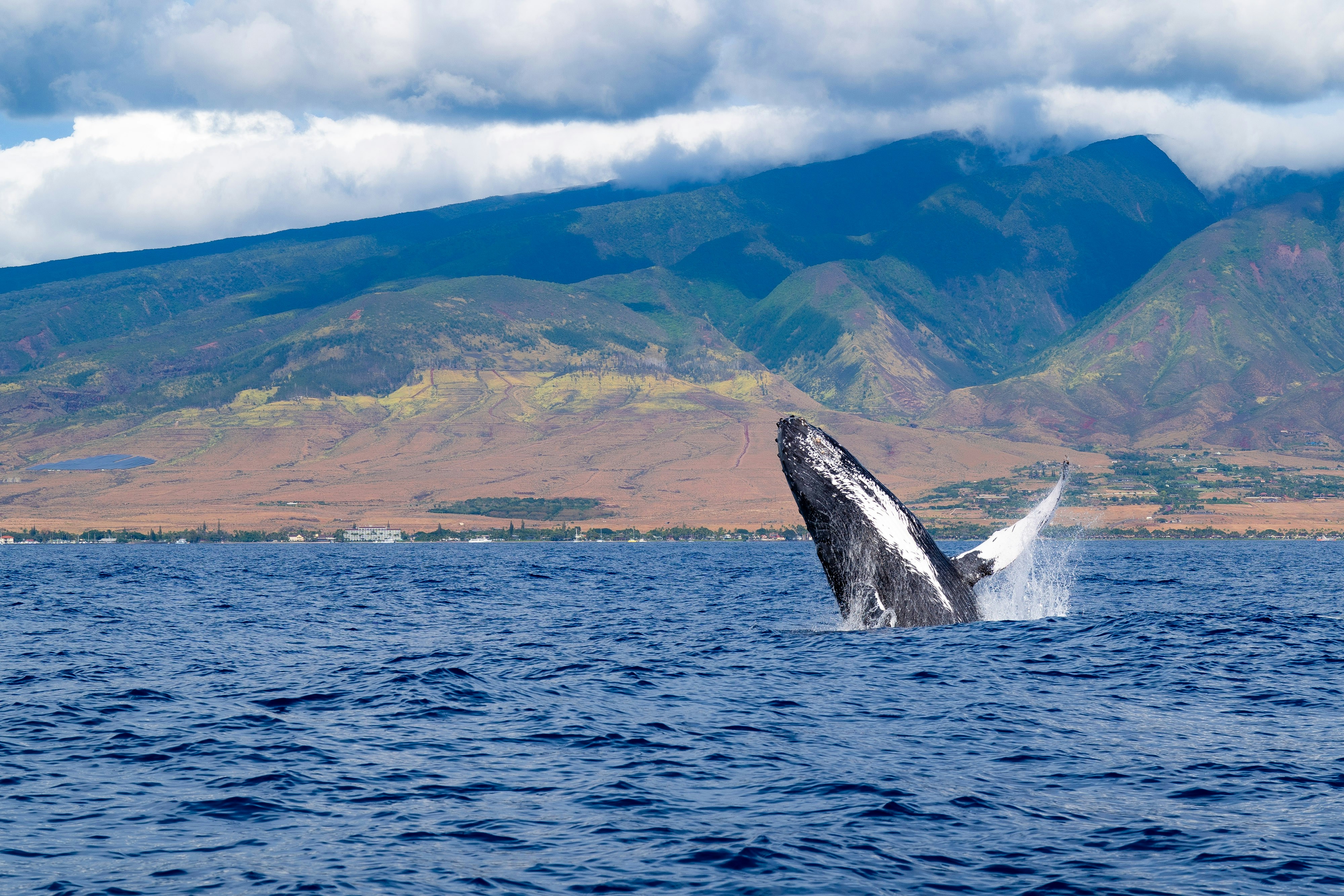 A humpback whale breaching clear of the water off the West Maui coastline