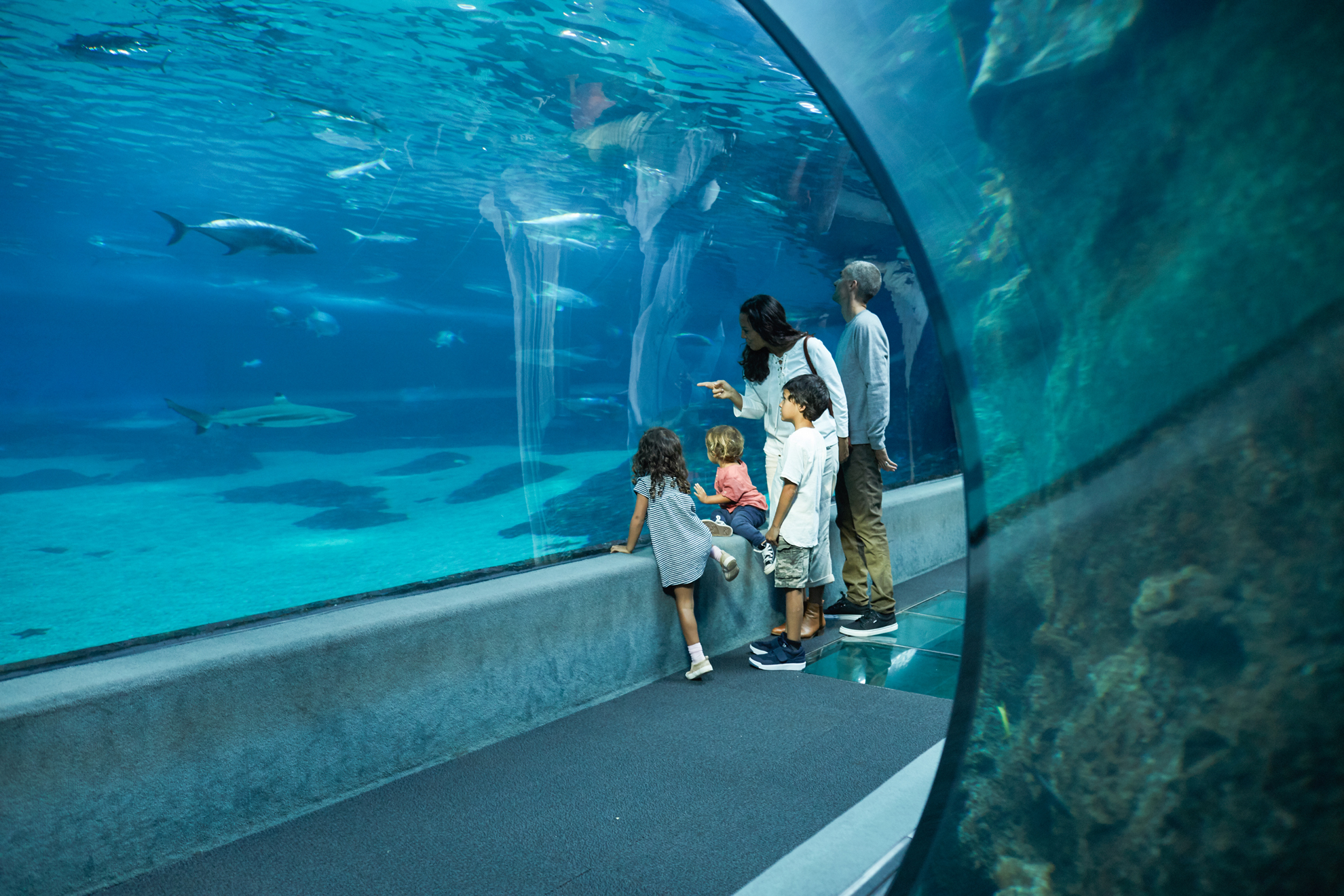 The Maui Ocean Center reef tunnel, with fish passing overhead through blue water