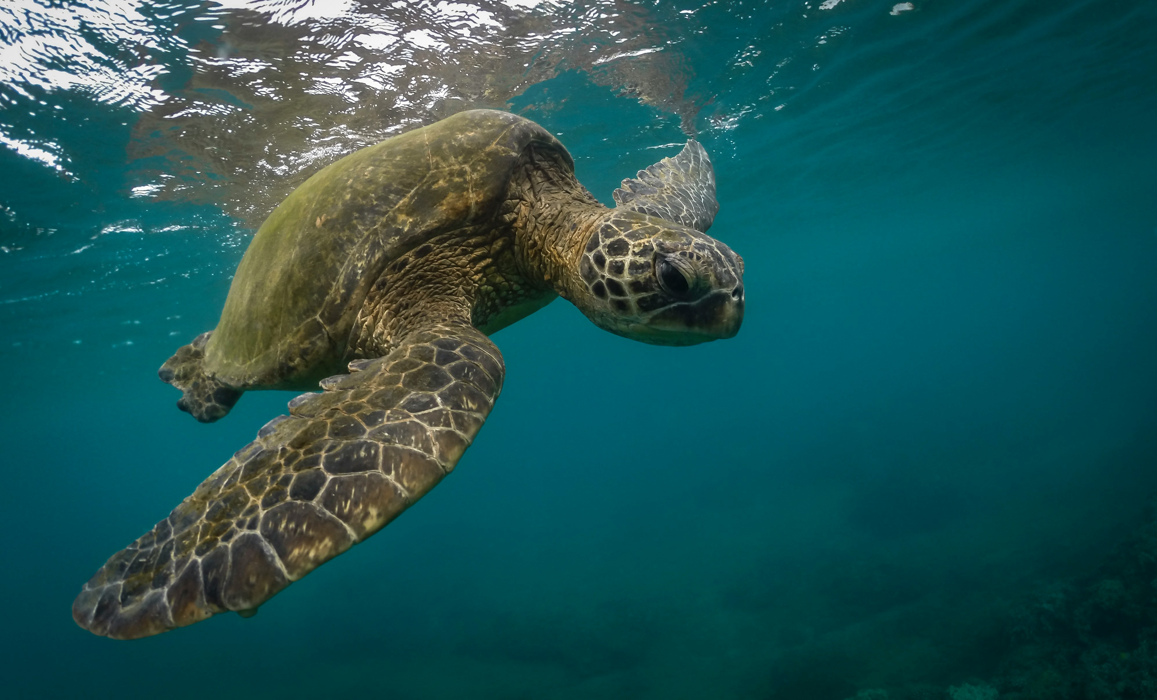 A Hawaiian green sea turtle gliding over shallow reef in clear water