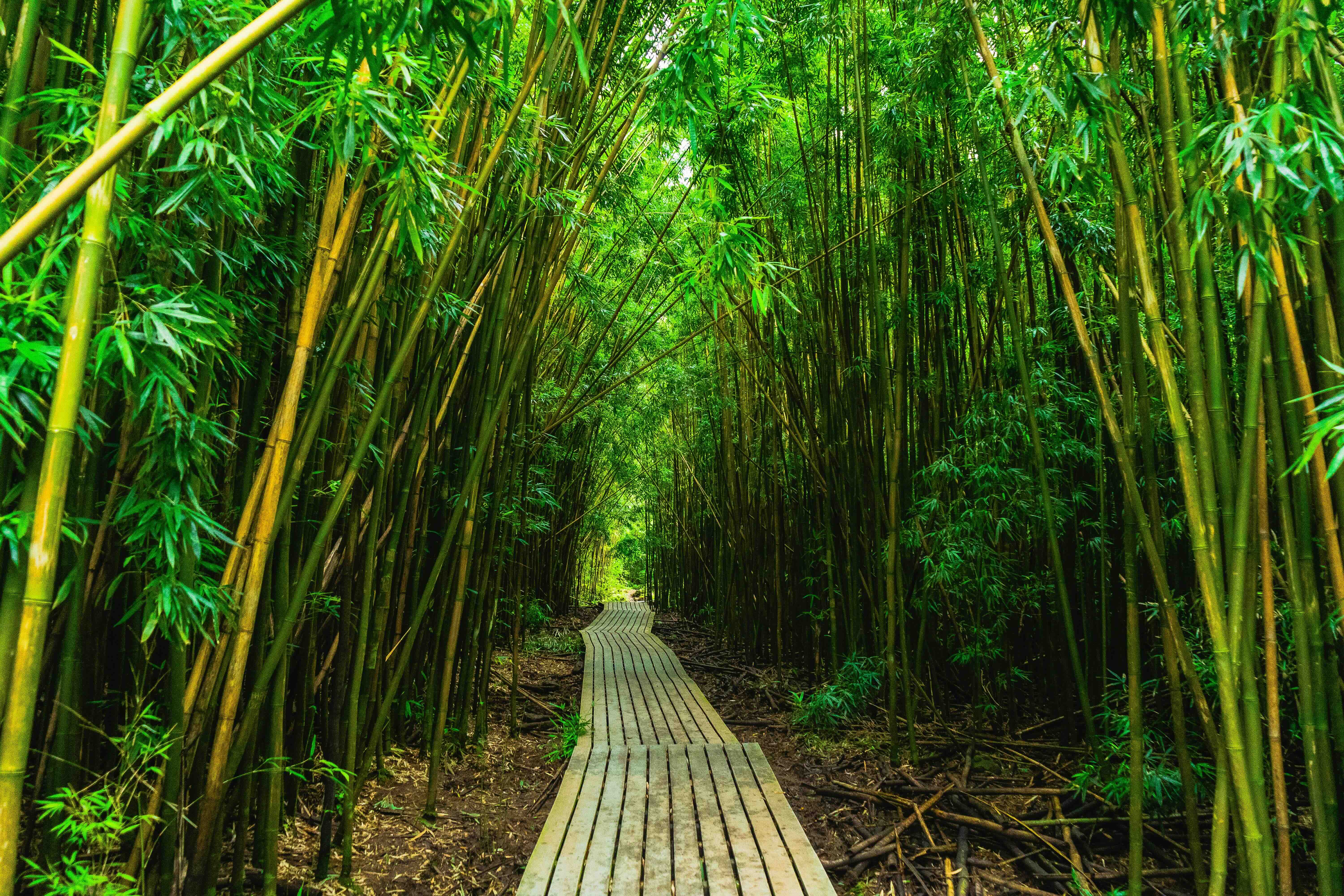 The boardwalk through the bamboo forest on the Pipiwai Trail in Kipahulu