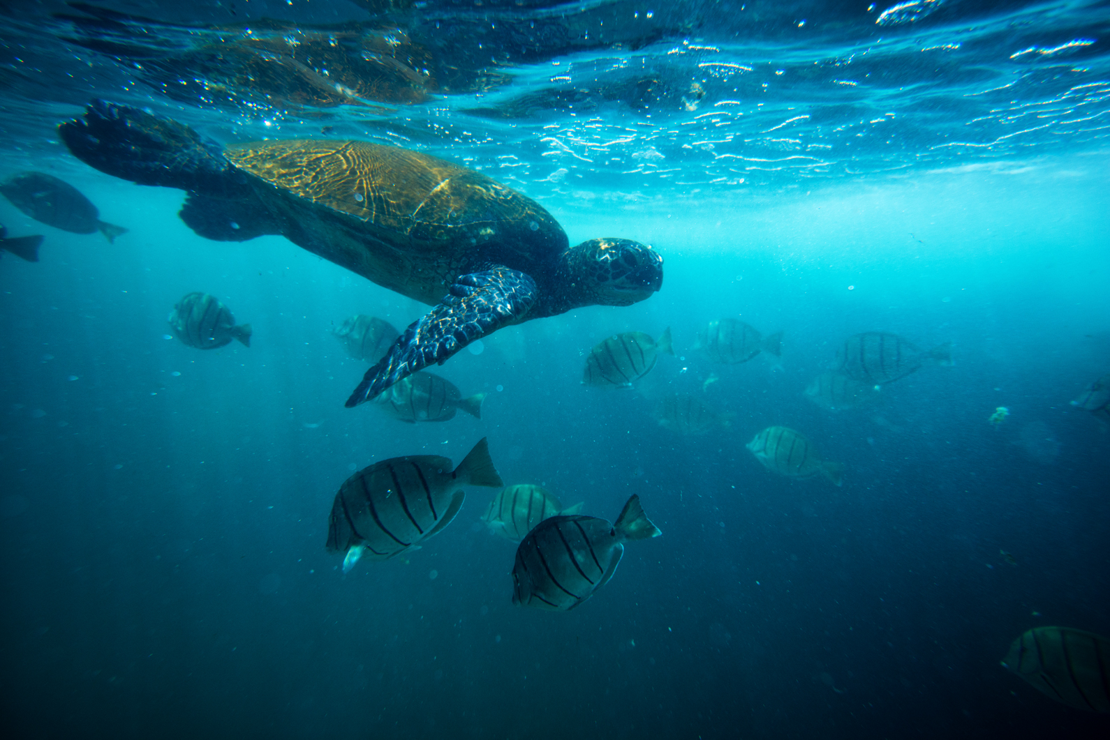 A Hawaiian green sea turtle gliding above a school of convict tang in shallow water