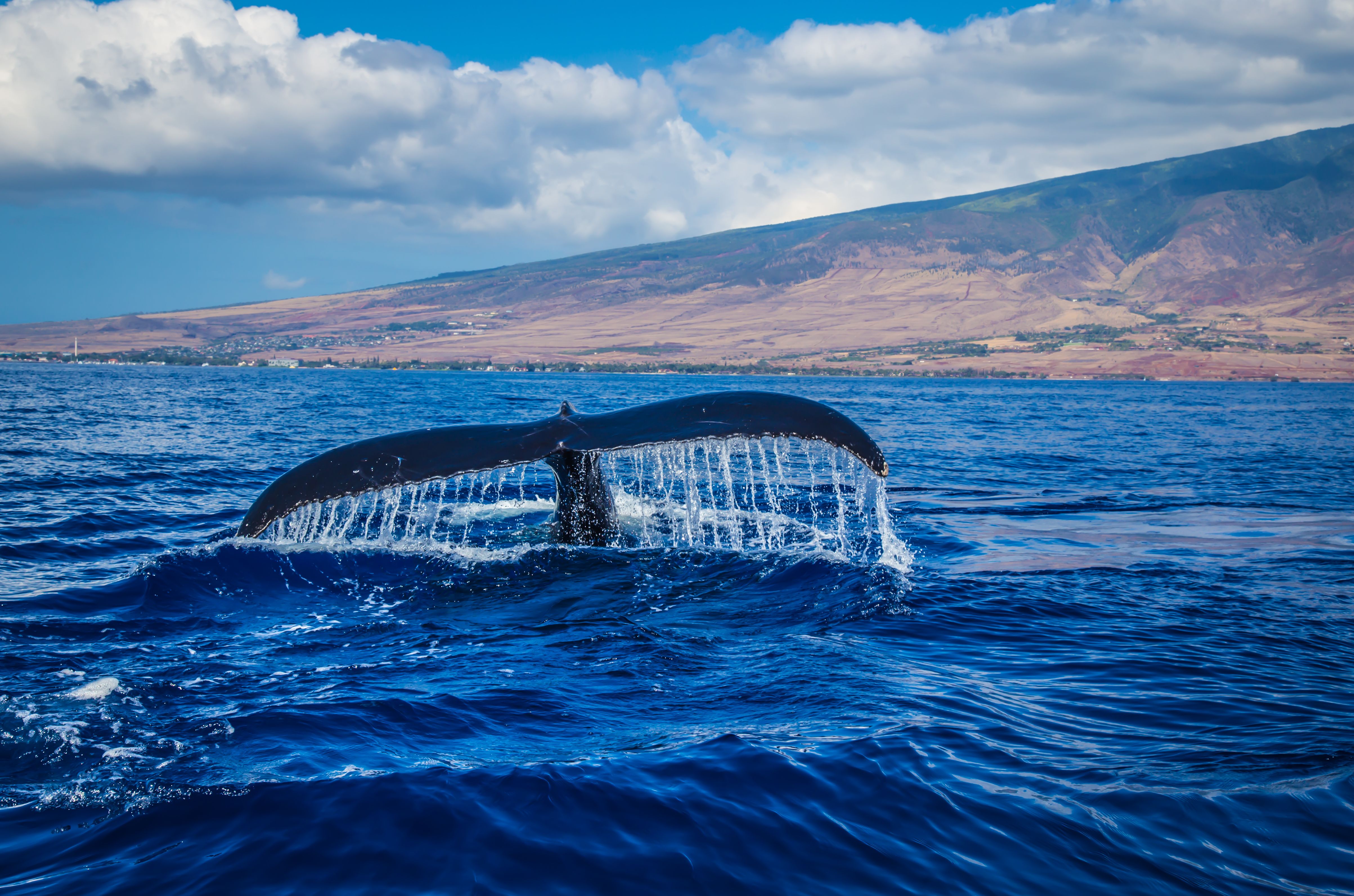 A humpback whale fluke raised above the water with the West Maui Mountains behind
