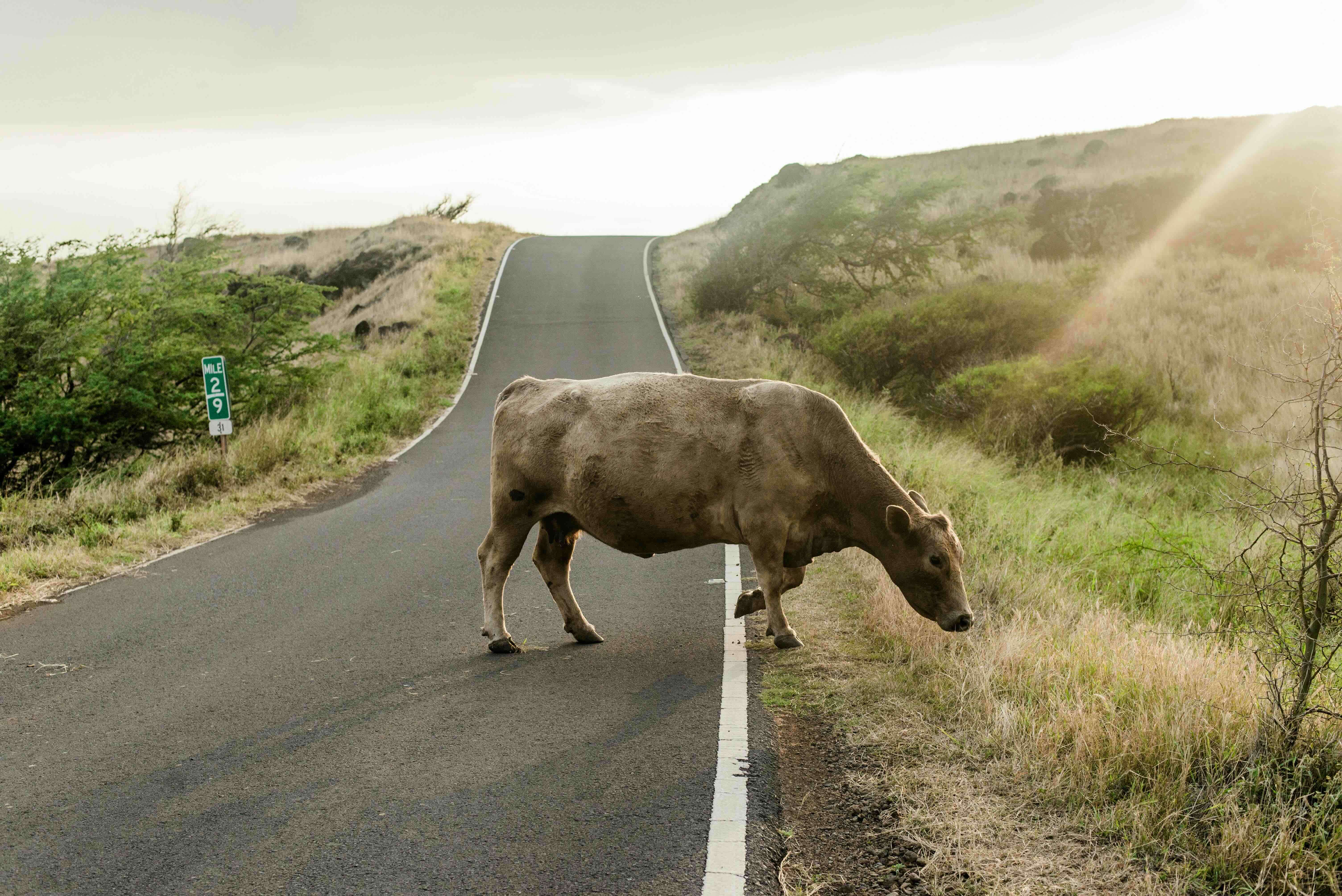 A cow standing across the centre line on an empty back road in Kaupo