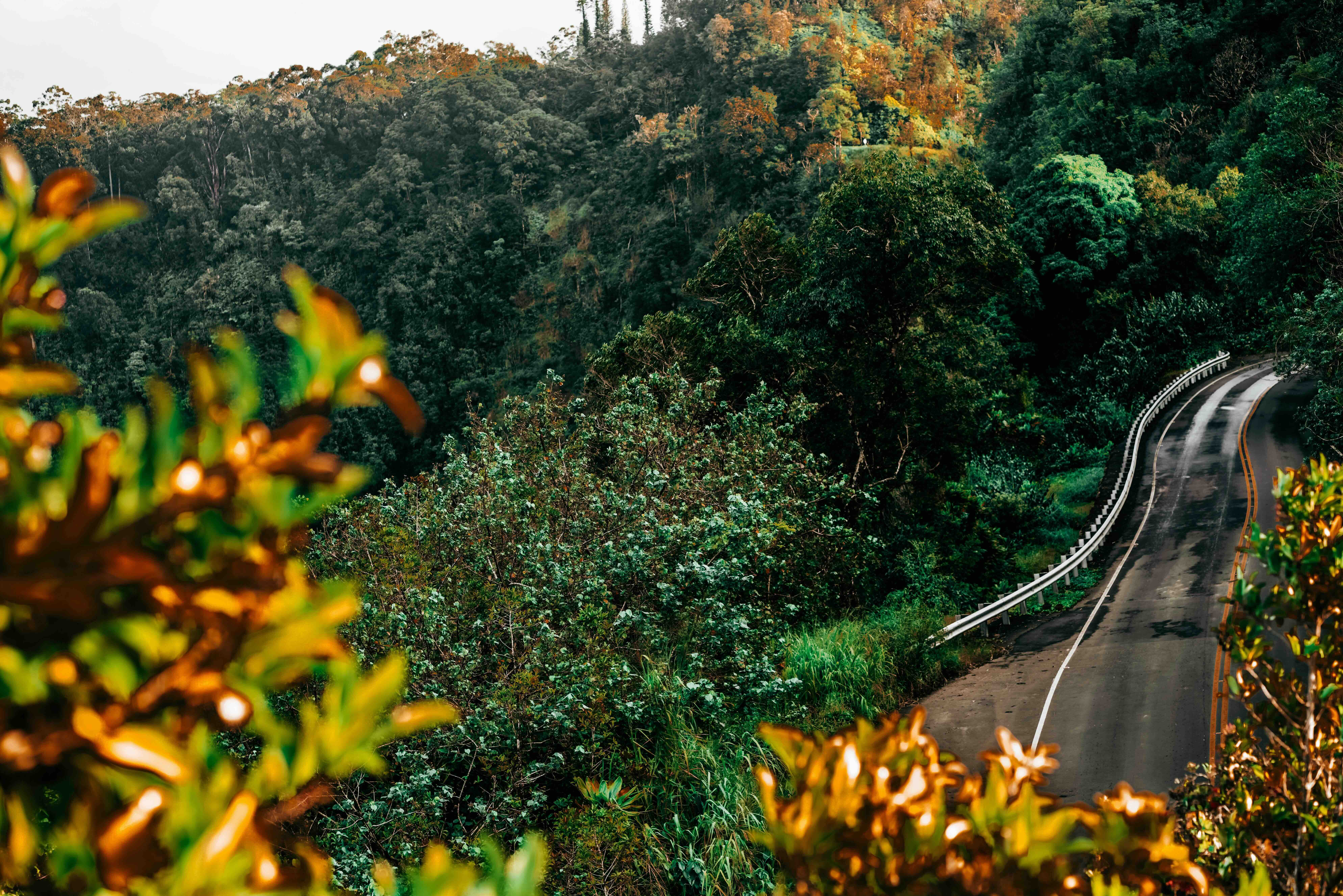 The Hana Highway winding through dense green forest with a guardrail on the outside of the bend
