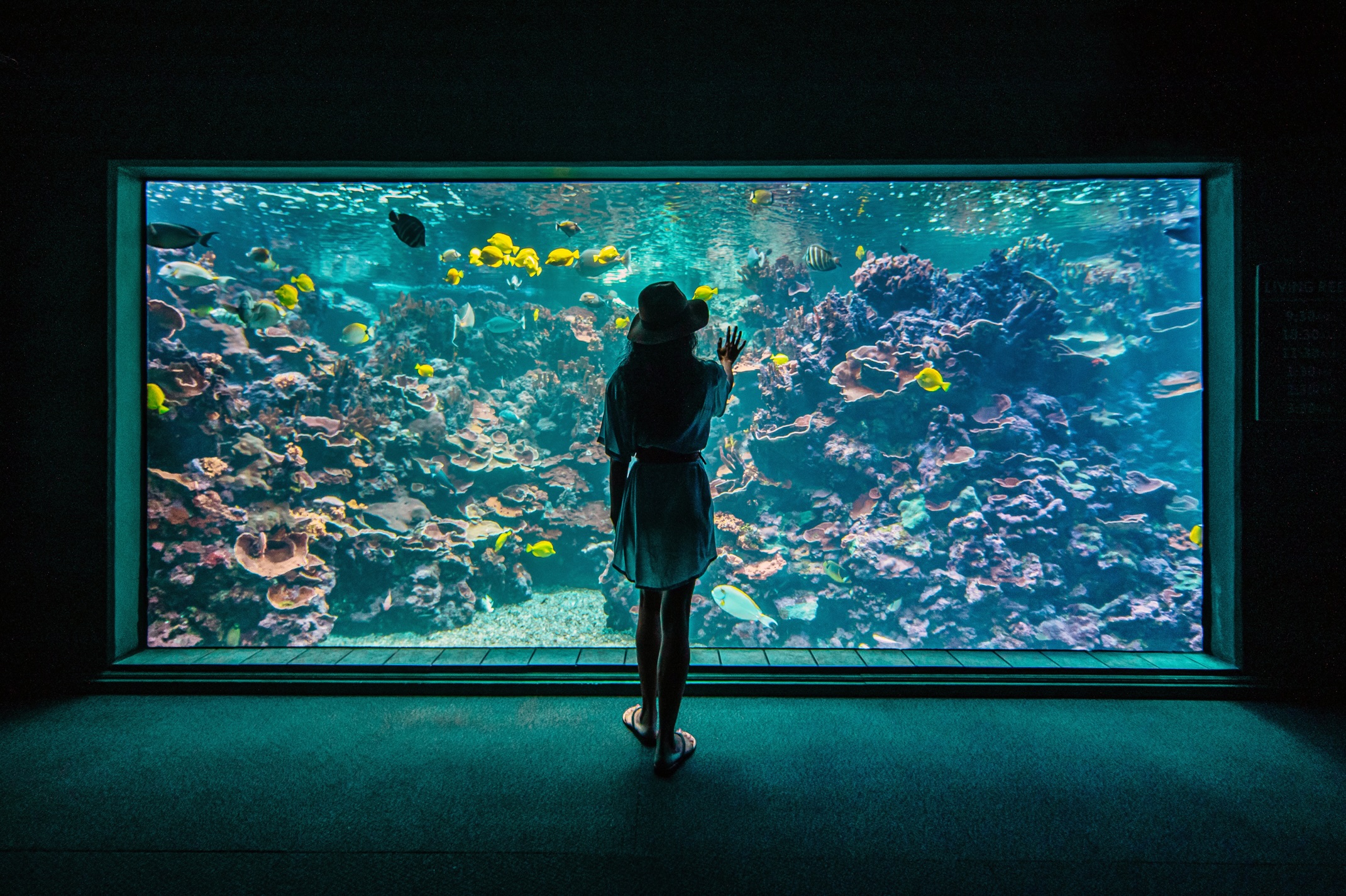A child standing at the large reef window inside the Maui Ocean Center