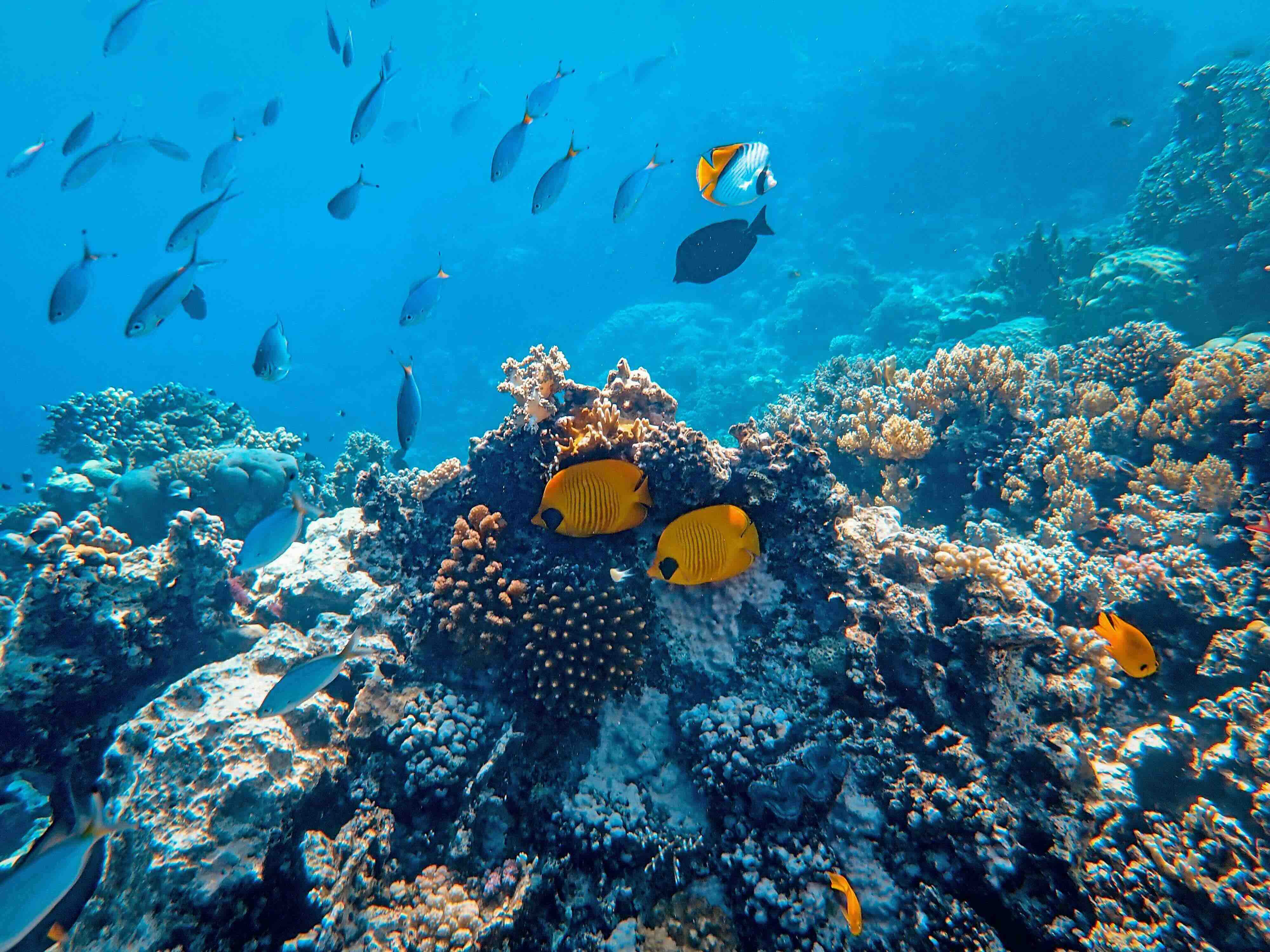 A school of reef fish over coral in clear water