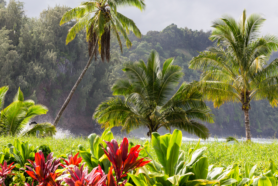 The Keanae peninsula seen from the Hana Highway, taro fields and lava shoreline below