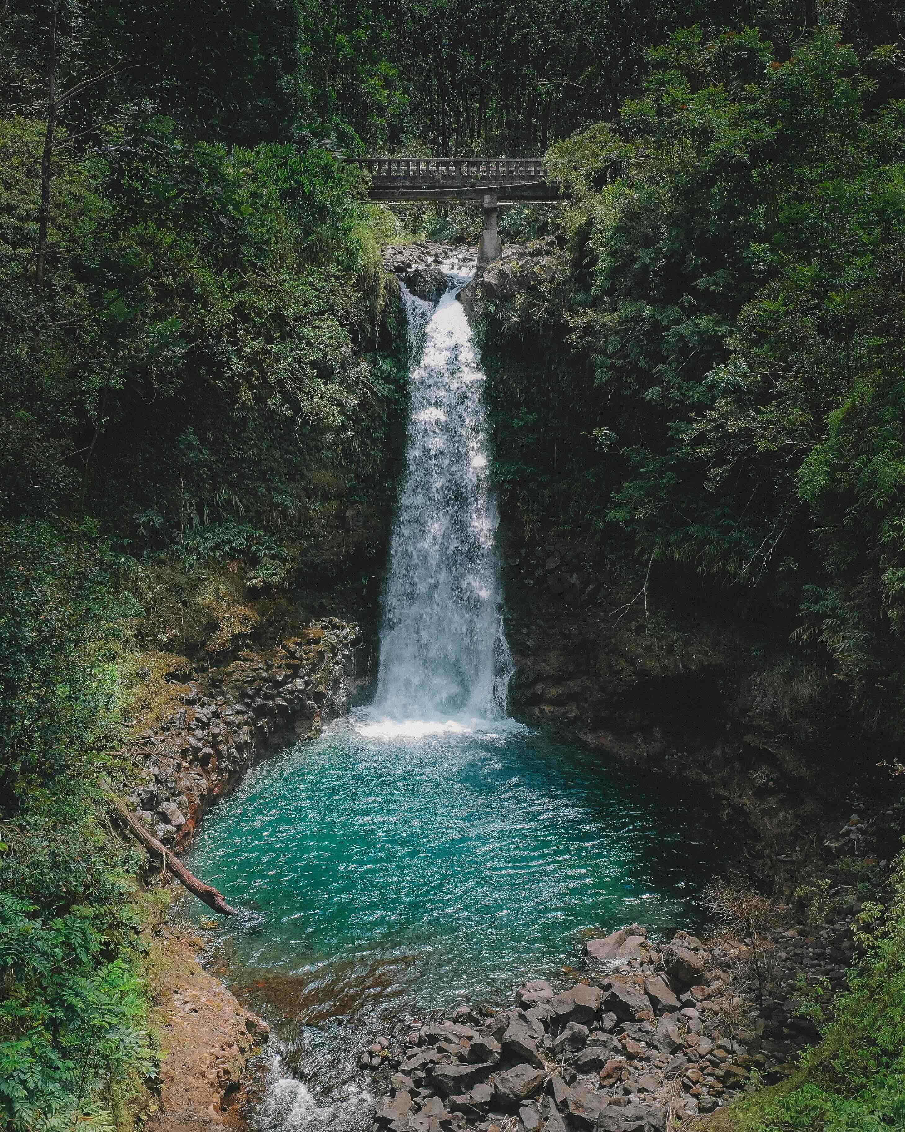 A small waterfall dropping into a shallow pool in dense rainforest