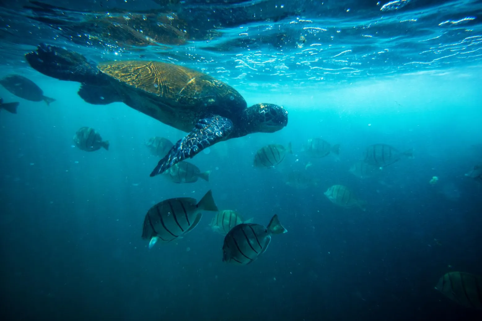 A green sea turtle swimming above a school of fish in shallow, clear water