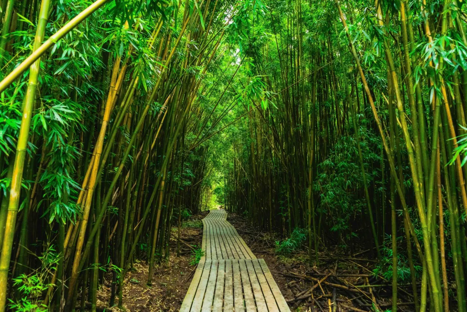 The boardwalk through the bamboo forest on the Pipiwai Trail in Kipahulu