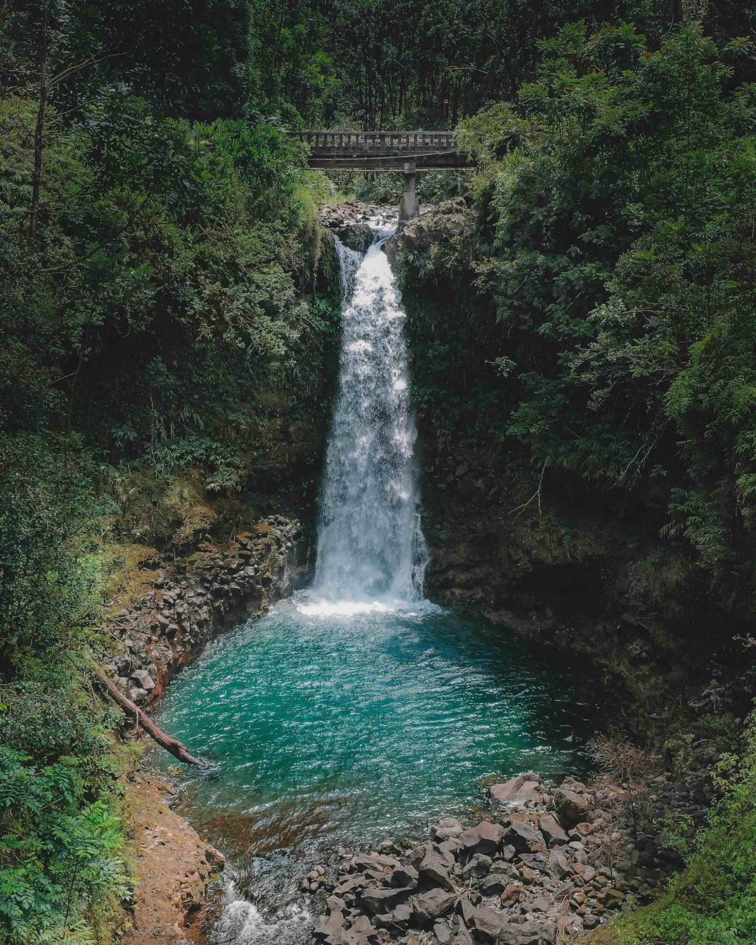 A small waterfall dropping into a shallow pool in dense rainforest