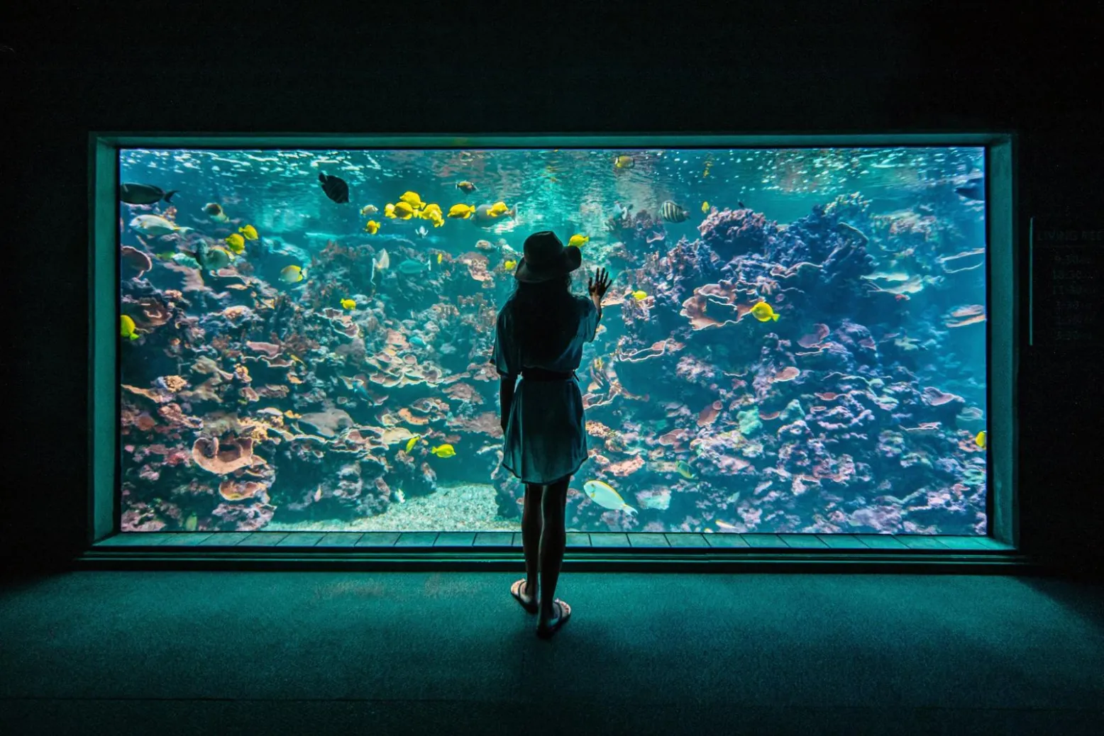 A visitor silhouetted in front of the large reef window at Maui Ocean Center, with coral and yellow tangs beyond the glass