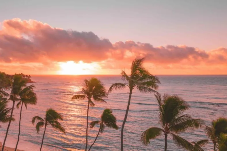 Palm trees in silhouette against an orange Maui sunset over the water