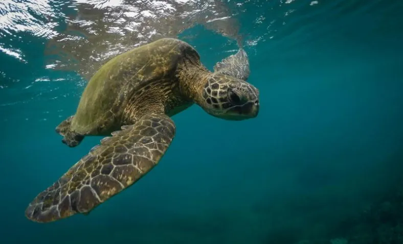 A Hawaiian green sea turtle gliding over shallow reef in clear water