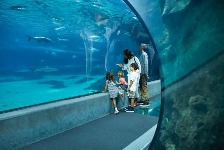 The Maui Ocean Center reef tunnel, with fish passing overhead through blue water