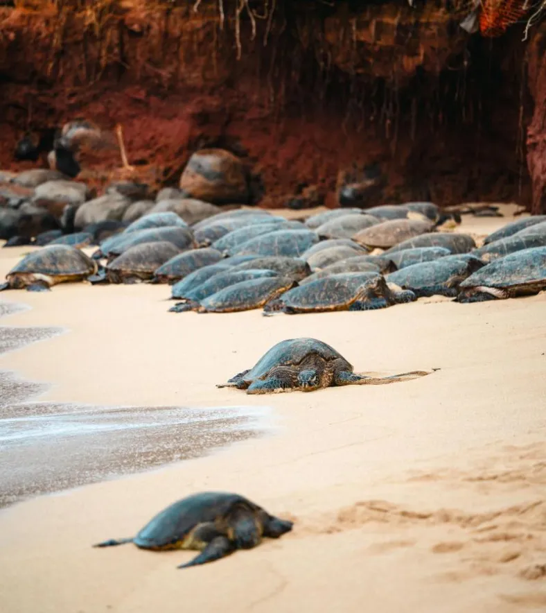 Hawaiian green sea turtles resting on the sand below a red dirt bluff