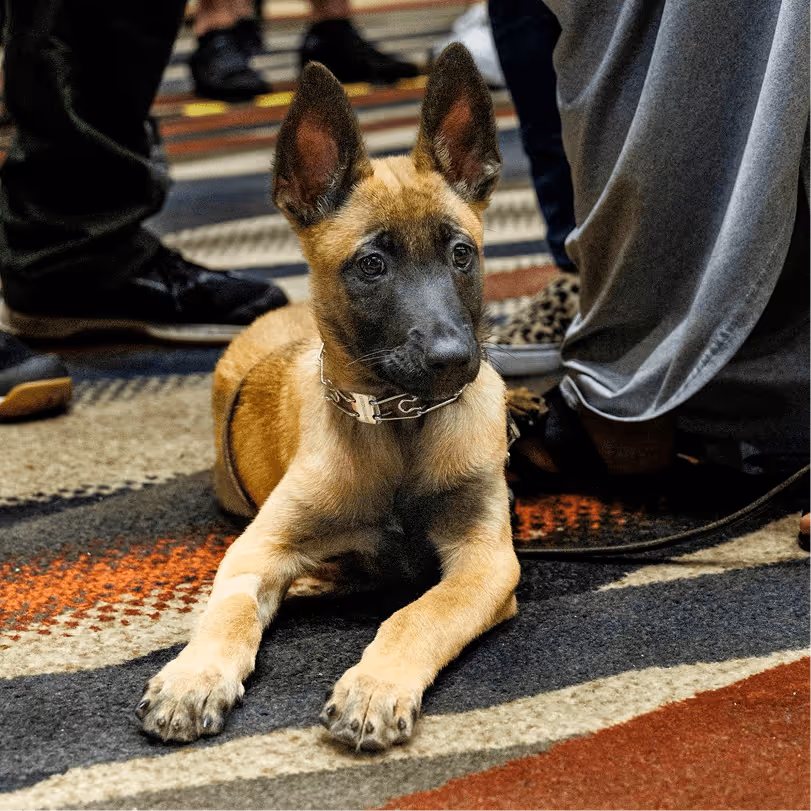 Young Belgian Malinois puppy with chain collar lying calmly on a patterned carpet at a K-9 training conference