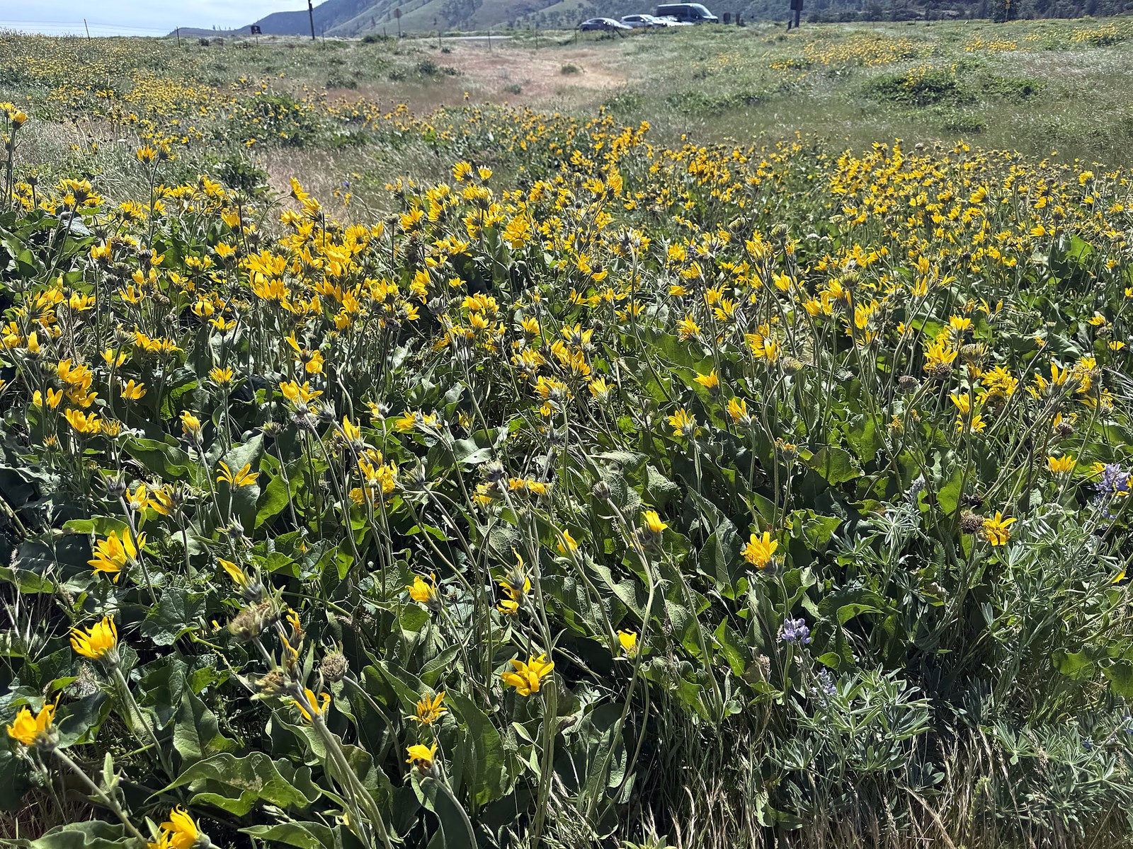 Yellow balsamroot wildflowers on the hills above the Columbia River near Rowena