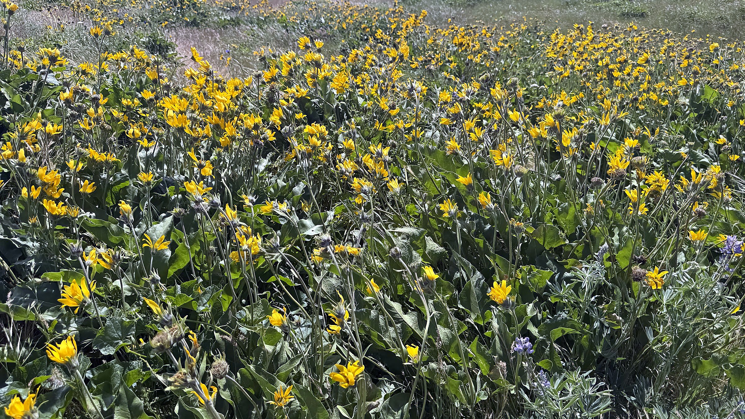 Balsamroot wildflowers blooming above the Columbia River near Rowena, east of Hood River