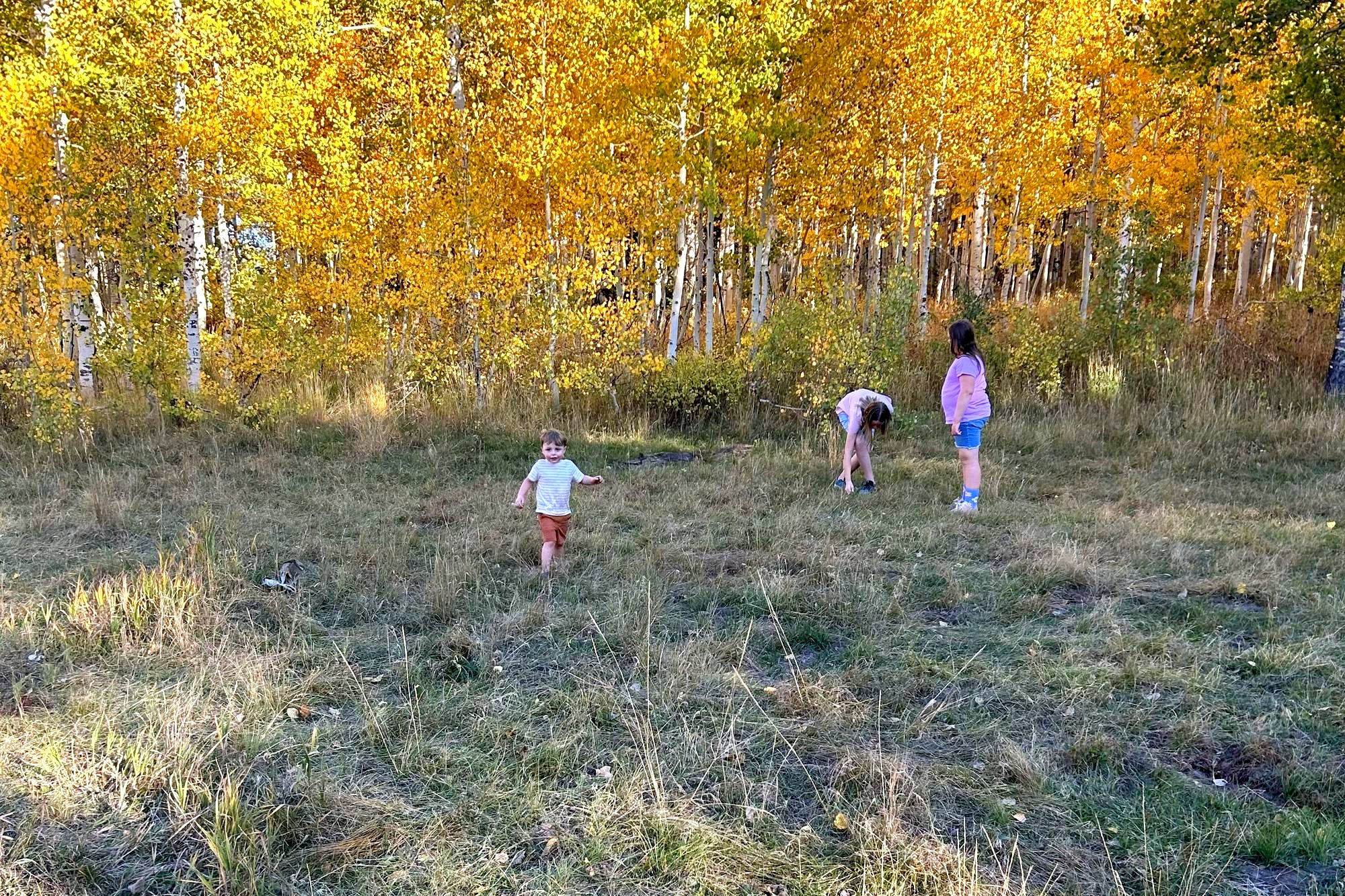 The kids running through a grove of gold aspens in the Utah mountains in October