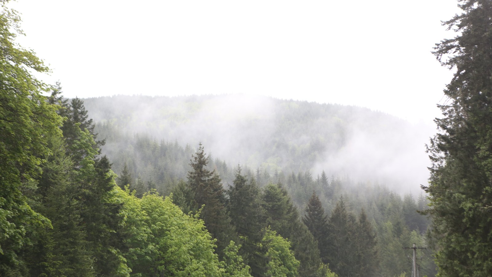 Fog hanging over the evergreens on the road out to Forks
