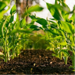 Close-up view of young green plants growing in rich soil under natural sunlight.