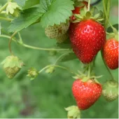 Ripe and unripe strawberries growing on a green plant