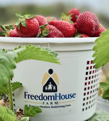 A basket filled with fresh strawberries from Freedom House Farm.