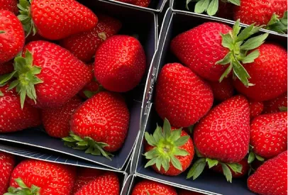 Fresh, ripe strawberries with green leaves arranged neatly in black square containers.