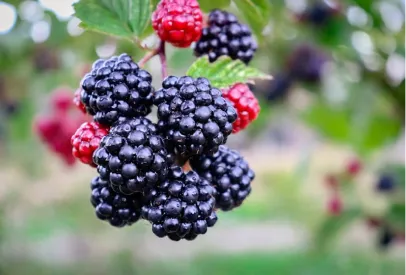 Close-up of ripe and unripe blackberries hanging on a green leafy branch outdoors.