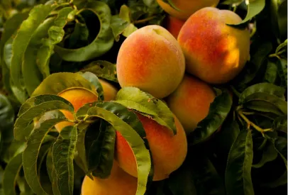 Ripe peaches with orange-red blush hanging on a tree surrounded by green leaves in natural light.