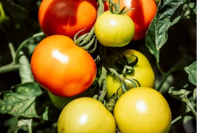 Cluster of ripe red and unripe green tomatoes growing on a vine with green leaves in natural sunlight.