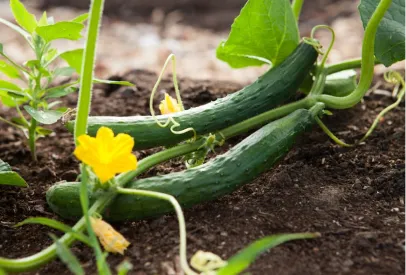 Fresh cucumbers growing in a garden with yellow flowers.