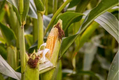 Close-up of an ear of corn partially husked on a green corn stalk in a field.