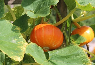 A vibrant orange pumpkin growing among green leaves in a garden.