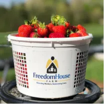 A basket filled with fresh strawberries from Freedom House Farm.