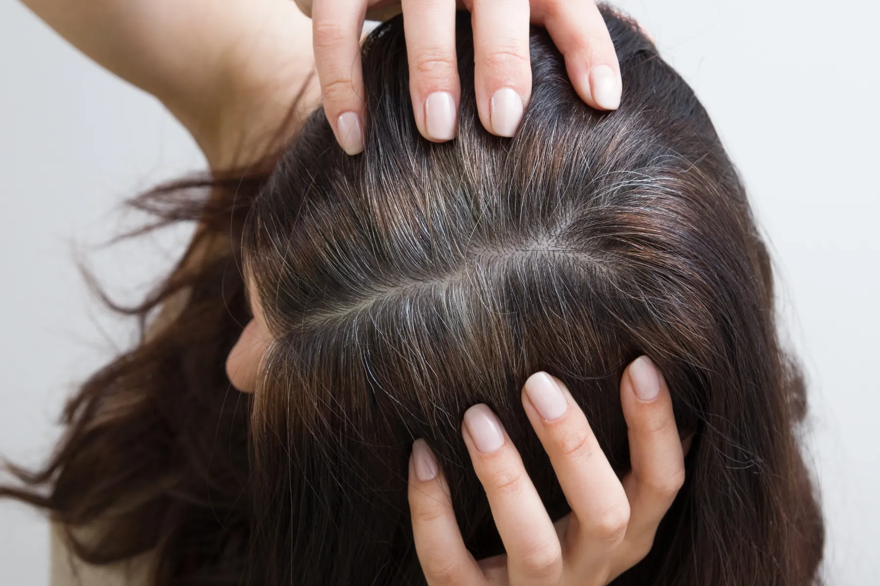 Close-up of a person with brown hair showing visible gray roots, hands gently holding the scalp.