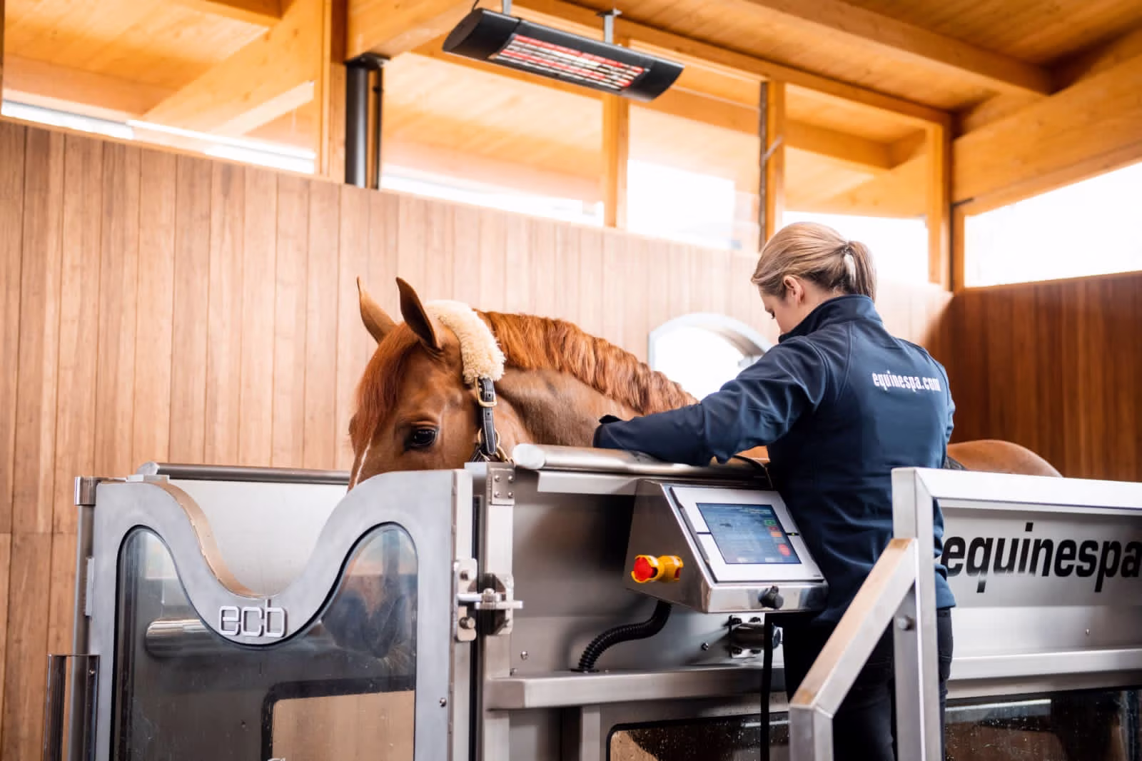 Horse walking on the ECB Equine Aqua Treadmill for controlled conditioning