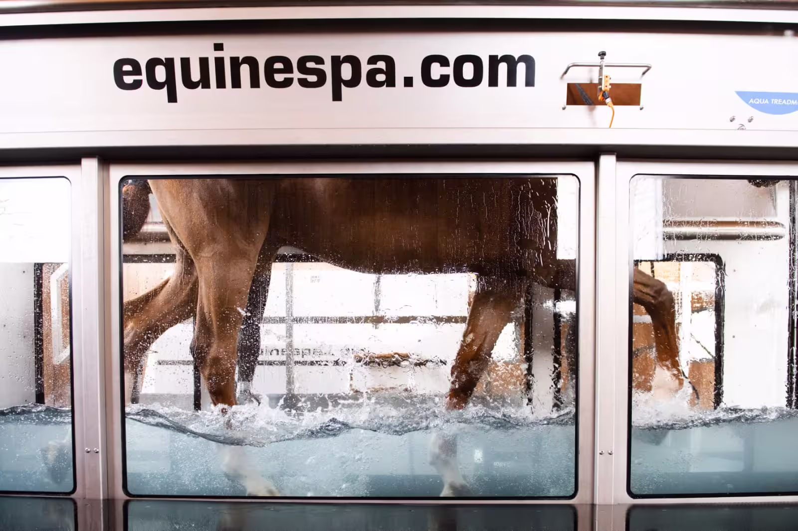 Close-up of a horse's legs moving through water in an ECB aqua treadmill