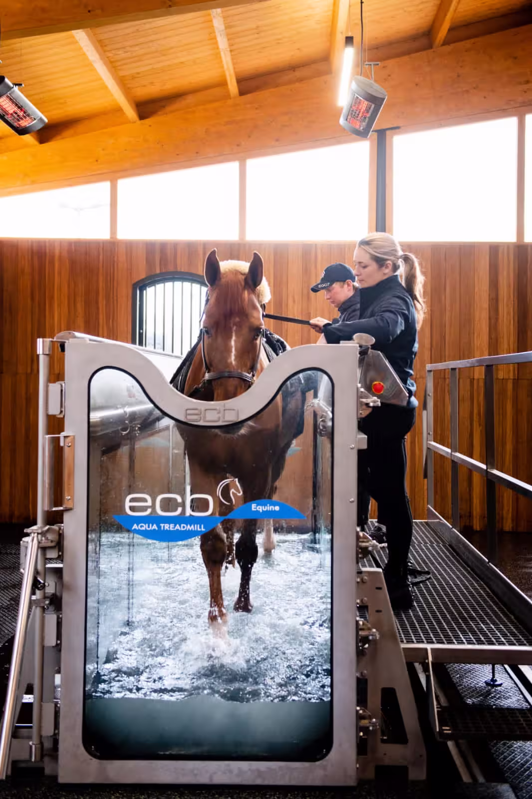 Horse working on an ECB aqua treadmill supervised by two handlers