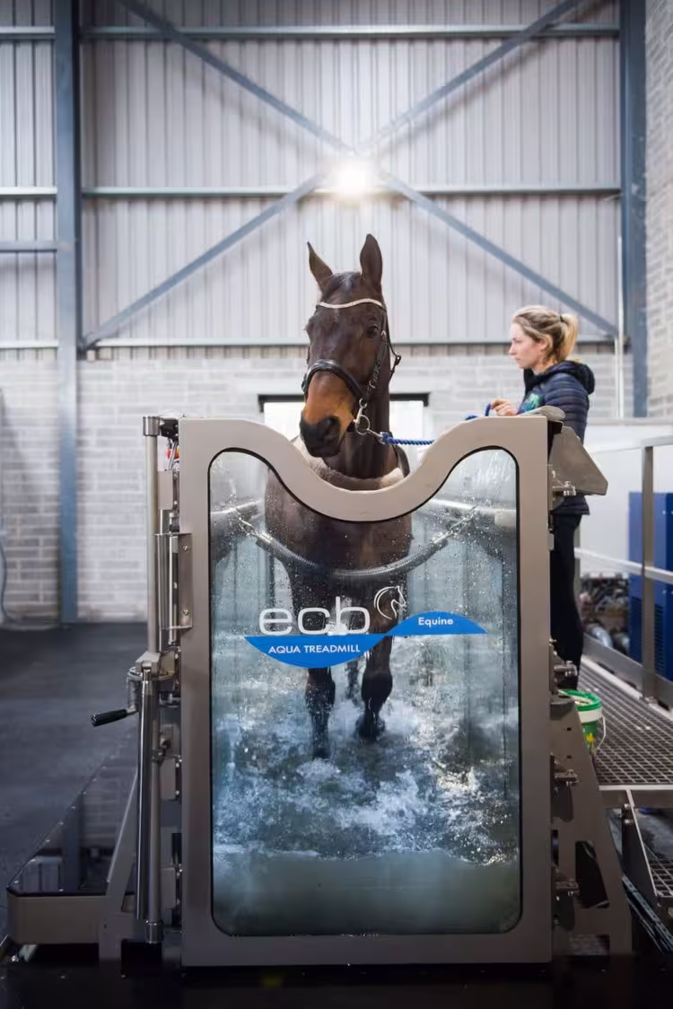 Horse rehabilitating on an ECB aqua treadmill inside an indoor facility