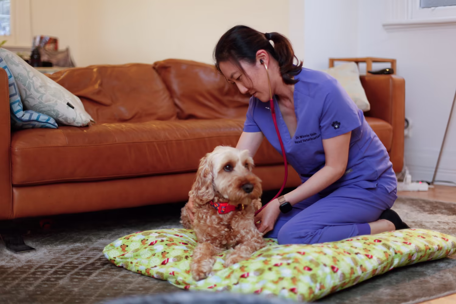 Dr Winnie checking a puppy with a stethoscope during a home vet visit before at-home euthanasia