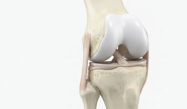 Anatomisches Modell des Kniegelenks mit Knochen, Menisken, Bändern und Knorpel.