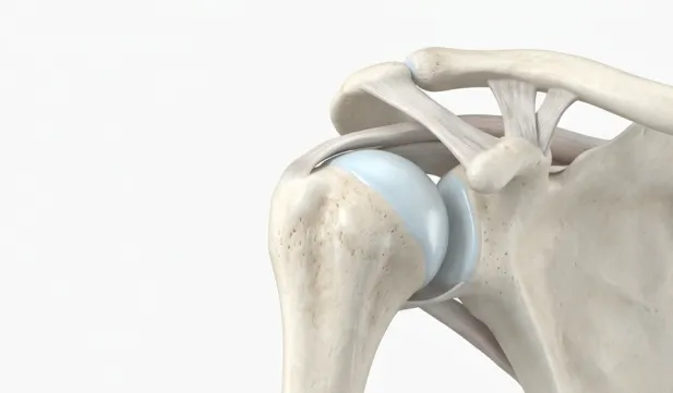 3D-Ansicht eines menschlichen Schultergelenks mit Knochen, Gelenkkapsel und Bändern.