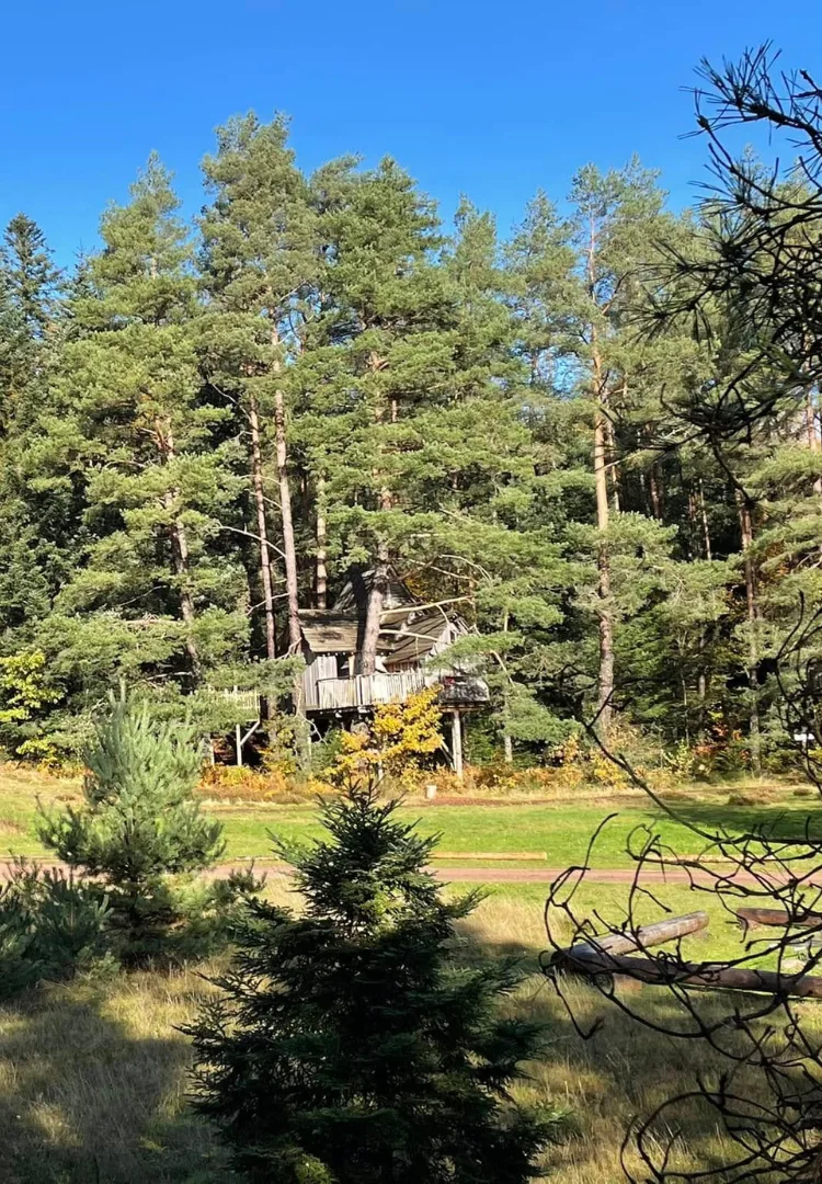 Cabanes Nids des Vosges - Grand Est - Cabanes dans les Abres